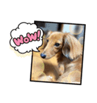 愛犬の気持ち①（個別スタンプ：10）