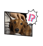 愛犬の気持ち①（個別スタンプ：14）