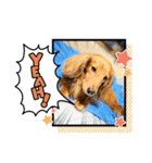 愛犬の気持ち①（個別スタンプ：15）