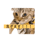 スコのちーちゃん2（個別スタンプ：3）