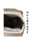 スコのちーちゃん2（個別スタンプ：7）