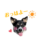 Archie’s life2（個別スタンプ：1）