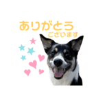 Archie’s life2（個別スタンプ：18）