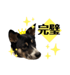 Archie’s life2（個別スタンプ：33）