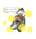 蓮華さんの日常です（個別スタンプ：3）
