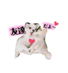 幸太郎(コタロウ)スタンプ（個別スタンプ：33）