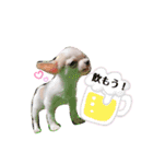 幸太郎(コタロウ)スタンプ（個別スタンプ：34）