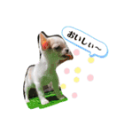 幸太郎(コタロウ)スタンプ（個別スタンプ：36）