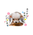 幸太郎(コタロウ)スタンプ（個別スタンプ：39）
