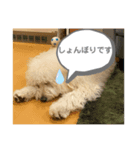 チャーリーの部屋2（個別スタンプ：7）