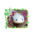ウーパールーパー挨拶だお（個別スタンプ：2）