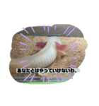 ウーパールーパー挨拶だお（個別スタンプ：5）