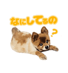 ポメラニアン犬 蘭丸くん 第二弾（個別スタンプ：1）