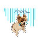 ポメラニアン犬 蘭丸くん 第二弾（個別スタンプ：2）