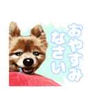 ポメラニアン犬 蘭丸くん 第二弾（個別スタンプ：3）