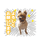 ポメラニアン犬 蘭丸くん 第二弾（個別スタンプ：4）