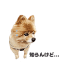 ポメラニアン犬 蘭丸くん 第二弾（個別スタンプ：6）