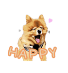 ポメラニアン犬 蘭丸くん 第二弾（個別スタンプ：7）
