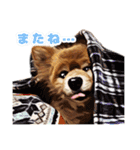 ポメラニアン犬 蘭丸くん 第二弾（個別スタンプ：8）