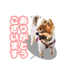 ポメラニアン犬 蘭丸くん 第二弾（個別スタンプ：9）