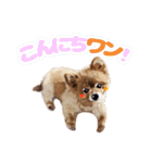 ポメラニアン犬 蘭丸くん 第二弾（個別スタンプ：10）