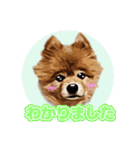 ポメラニアン犬 蘭丸くん 第二弾（個別スタンプ：11）