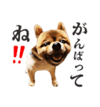ポメラニアン犬 蘭丸くん 第二弾（個別スタンプ：12）