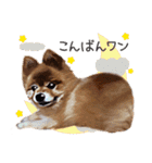 ポメラニアン犬 蘭丸くん 第二弾（個別スタンプ：13）