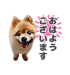 ポメラニアン犬 蘭丸くん 第二弾（個別スタンプ：14）
