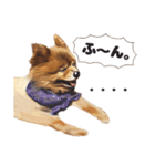 ポメラニアン犬 蘭丸くん 第二弾（個別スタンプ：15）