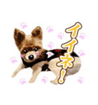 ポメラニアン犬 蘭丸くん 第二弾（個別スタンプ：16）