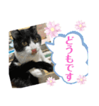 Pちゃんとはっちゃん（個別スタンプ：7）