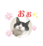 Pちゃんとはっちゃん（個別スタンプ：18）