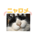 Pちゃんとはっちゃん（個別スタンプ：20）