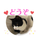 Pちゃんとはっちゃん（個別スタンプ：29）