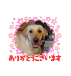 あじゃあじゃ（個別スタンプ：4）