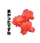 yasuおばさんの薔薇言葉 R3-4（個別スタンプ：12）