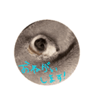 Babyわんこの日常2（個別スタンプ：3）