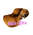 Babyわんこの日常2（個別スタンプ：11）
