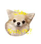 Babyわんこの日常2（個別スタンプ：16）