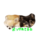 Babyわんこの日常2（個別スタンプ：23）