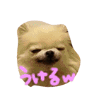 Babyわんこの日常2（個別スタンプ：32）