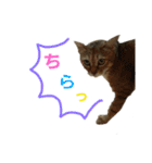 おわぞうすたんぷ（個別スタンプ：2）