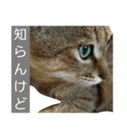 おわぞうすたんぷ（個別スタンプ：9）