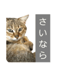 おわぞうすたんぷ（個別スタンプ：19）