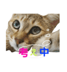 おわぞうすたんぷ（個別スタンプ：21）
