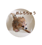 うちのちょびさん2（個別スタンプ：1）