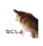 うちのちょびさん2（個別スタンプ：9）