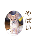 うちのちょびさん2（個別スタンプ：15）
