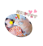 うちのちょびさん2（個別スタンプ：17）